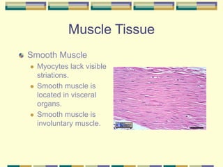 Muscle Tissue
Smooth Muscle
 Myocytes lack visible
striations.
 Smooth muscle is
located in visceral
organs.
 Smooth muscle is
involuntary muscle.
 