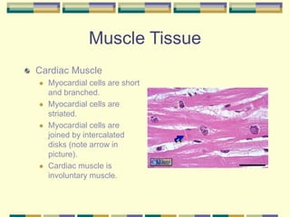 Muscle Tissue
Cardiac Muscle
 Myocardial cells are short
and branched.
 Myocardial cells are
striated.
 Myocardial cells are
joined by intercalated
disks (note arrow in
picture).
 Cardiac muscle is
involuntary muscle.
 