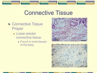 Connective Tissue
Connective Tissue
Proper
 Loose areolar
connective tissue.
 Found in most tissues
of the body.
 