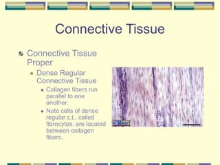 Connective Tissue
Connective Tissue
Proper
 Dense Regular
Connective Tissue
 Collagen fibers run
parallel to one
another.
 Note cells of dense
regular c.t., called
fibrocytes, are located
between collagen
fibers.
 