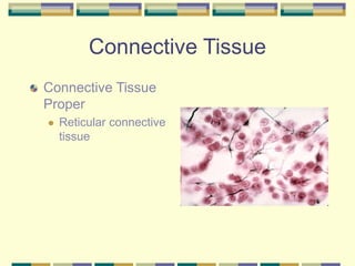 Connective Tissue
Connective Tissue
Proper
 Reticular connective
tissue
 