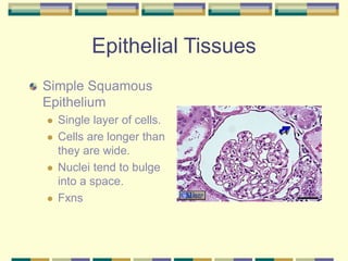 Epithelial Tissues
Simple Squamous
Epithelium
 Single layer of cells.
 Cells are longer than
they are wide.
 Nuclei tend to bulge
into a space.
 Fxns
 