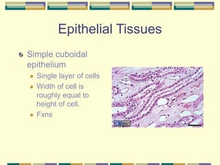 Epithelial Tissues
Simple cuboidal
epithelium
 Single layer of cells
 Width of cell is
roughly equal to
height of cell.
 Fxns
 
