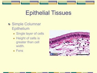 Epithelial Tissues
Simple Columnar
Epithelium
 Single layer of cells
 Height of cells is
greater than cell
width.
 Fxns
 