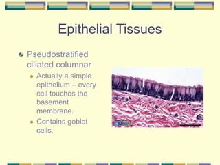 Epithelial Tissues
Pseudostratified
ciliated columnar
 Actually a simple
epithelium – every
cell touches the
basement
membrane.
 Contains goblet
cells.
 