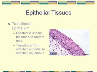 Epithelial Tissues
Transitional
Epithelium
 Located in urinary
bladder and ureters
only.
 Transitions from
stratified cuboidal to
stratified squamous
 