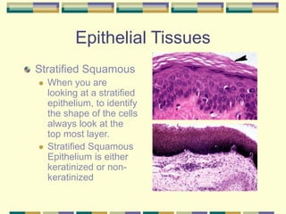 Epithelial Tissues
Stratified Squamous
 When you are
looking at a stratified
epithelium, to identify
the shape of the cells
always look at the
top most layer.
 Stratified Squamous
Epithelium is either
keratinized or non-
keratinized
 