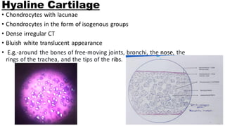 Histology Slides (40).pdf mbbs first year | PDF