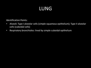 LUNG
Identification Points:
• Alveoli: Type I alveolar cells (simple squamous epithelium); Type II alveolar
cells (cuboidal cells)
• Respiratory bronchioles: lined by simple cuboidal epithelium

 