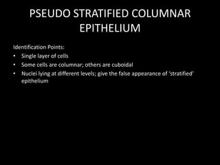 PSEUDO STRATIFIED COLUMNAR
EPITHELIUM
Identification Points:
• Single layer of cells
• Some cells are columnar; others are cuboidal
• Nuclei lying at different levels; give the false appearance of ‘stratified’
epithelium

 