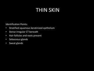 THIN SKIN
Identification Points:
• Stratified squamous keratinized epithelium
• Dense irregular CT beneath
• Hair follicles and roots present
• Sebaceous glands
• Sweat glands

 