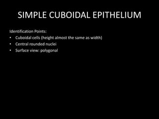 SIMPLE CUBOIDAL EPITHELIUM
Identification Points:
• Cuboidal cells (height almost the same as width)
• Central rounded nuclei
• Surface view: polygonal

 