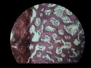 Histology slides  snapshots (first year mbbs)