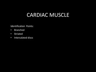 CARDIAC MUSCLE
Identification Points:
• Branched
• Striated
• Intercalated discs

 