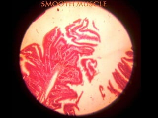Histology slides  snapshots (first year mbbs)