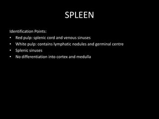 SPLEEN
Identification Points:
• Red pulp: splenic cord and venous sinuses
• White pulp: contains lymphatic nodules and germinal centre
• Splenic sinuses
• No differentiation into cortex and medulla

 