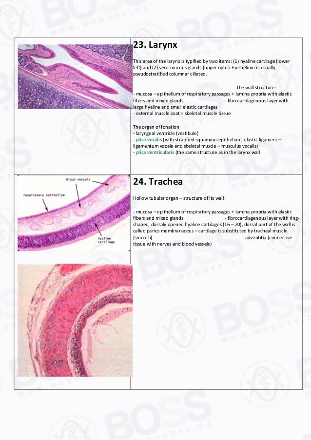 Histology study guide