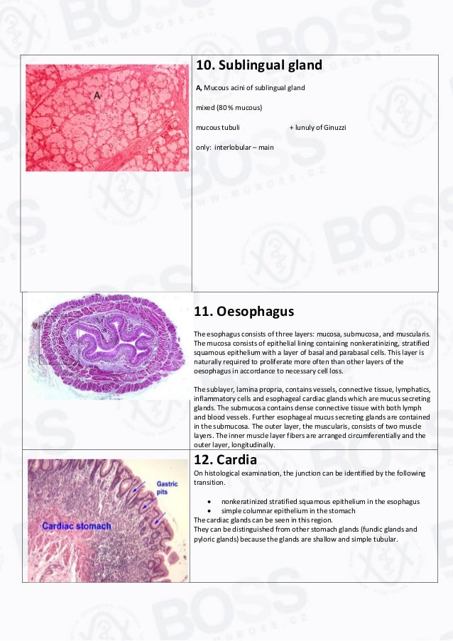 Histology study guide