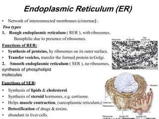 Histology (the cell) نظري ١.pdf laboratory info | PDF