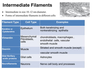 Intermediate Filament Examples Histology (the cell) نظري ١.pdf laboratory info | PDF