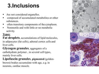 Histology (the cell) نظري ١.pdf laboratory info | PDF