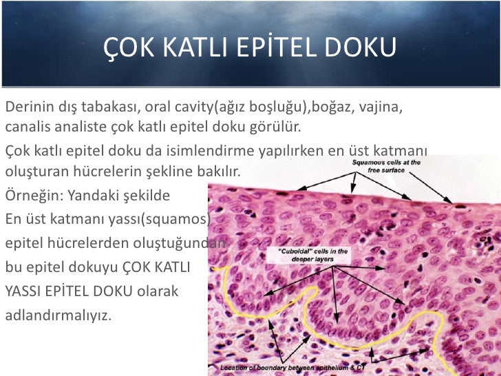 Histoloji epitel doku