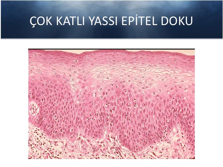 Histoloji epitel doku