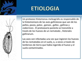 Un protozoo Histomonas meleagridis es responsable de
la histomoniasis de las aves gallináceas que van de los
pollos, pavos, patos , gansos , gallos , gallinas y
codornices . El protozoario parásito se transmite a
través de los huevos de un nematodo , Heterakis
gallinarum.
Las aves son infectadas una vez que ingieren los huevos
de los nematodos en el suelo, o, a veces a través de
lombrices de tierra que había ingerido el huevo y el
suelo contaminados.
 