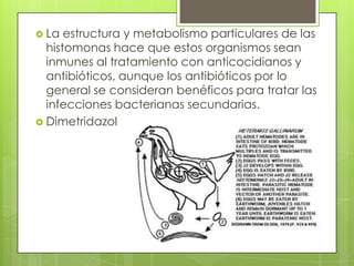 La estructura y metabolismo particulares de las histomonas hace que estos organismos sean inmunes al tratamiento con anticocidianos y antibióticos, aunque los antibióticos por lo general se consideran benéficos para tratar las infecciones bacterianas secundarias.Dimetridazol