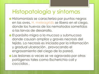 Histopatología y síntomasHistomoniasis se caracteriza por puntos negros en las aves. H. meleagridis se libera en el ciego, donde los huevos de los nematodos sometidos a las larvas de desarrollo. El parásito migra a la mucosa y submucosa donde causan amplios y graves necrosis del tejido. La necrosis es iniciada por la inflamación y gradual ulceración , provocando el engrosamiento del ciego de la pared. Las lesiones a veces se ve agravada por otros patógenos tales como Escherichia coli y coccidios .