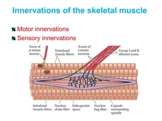 Muscle Innervation Pattern histo muscular system (1).presentatin ptx | PPTX
