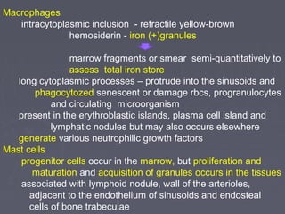 Macrophages 
intracytoplasmic inclusion - refractile yellow-brown 
hemosiderin - iron (+)granules 
marrow fragments or smear semi-quantitatively to 
assess total iron store 
long cytoplasmic processes – protrude into the sinusoids and 
phagocytozed senescent or damage rbcs, progranulocytes 
and circulating microorganism 
present in the erythroblastic islands, plasma cell island and 
lymphatic nodules but may also occurs elsewhere 
generate various neutrophilic growth factors 
Mast cells 
progenitor cells occur in the marrow, but proliferation and 
maturation and acquisition of granules occurs in the tissues 
associated with lymphoid nodule, wall of the arterioles, 
adjacent to the endothelium of sinusoids and endosteal 
cells of bone trabeculae 
 