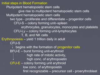 Initial steps in Blood Formation 
Pluripotent hematopoietic stem cells 
give rise to multipotent hematopoietic stem cells 
Multipotent hematopoietic stem cells 
two type - proliferate and differentiate – progenitor cells 
CFU-S – colony forming unit–spleen 
erythrocytes, granulocytes, monocytes and platelets 
CFU-Ly – colony forming unit-lymphocytes 
T, B, and NK cells 
Erythropoiesis – yield 1 trillion daily in adult 
CFU-S 
begins with the formation of progenitor cells 
BFU-E – burst forming unit-erythroid 
high rate of mitotic activity, 
high conc. of erythropoietin 
CFU-E – colony forming unit erythroid 
low conc. of erythropoietin 
first recognizable – precursor cell - proerythroblast 
 