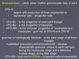 Granulopoiesis – yields about 1million granulocytes daily in adult 
CFU-S 
begins with production of three unipotential or 
bipotential cells – progenitor cells 
CFU-Eo – is the progenitor of eosinophil lineage 
CFU-Ba – is the progenitor of basophils 
CFU-NM – is the common progenitor of neutrophils and 
monocytes - give rise to CFU-N and CFU-M 
give rise to histologically identical - in the early stage of all three 
lineages 
myeloblast (precursor) and promyelocytes - develop 
characteristic granules unique to each cell type 
during the myelocytes stage and a distinctive 
nuclear shape during stab stage 
CFU-NM – give rise to CFU-N – progenitor cells of neutrophils 
give rise to precursor cells 
 