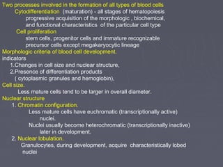 Two processes involved in the formation of all types of blood cells 
Cytodifferentiation (maturation) - all stages of hematopoiesis 
progressive acquisition of the morphologic , biochemical, 
and functional characteristics of the particular cell type 
Cell proliferation 
stem cells, progenitor cells and immature recognizable 
precursor cells except megakaryocytic lineage 
Morphologic criteria of blood cell development. 
indicators 
1.Changes in cell size and nuclear structure, 
2.Presence of differentiation products 
( cytoplasmic granules and hemoglobin), 
Cell size. 
Less mature cells tend to be larger in overall diameter. 
Nuclear structure 
1. Chromatin configuration. 
Less mature cells have euchromatic (transcriptionally active) 
nuclei. 
Nuclei usually become heterochromatic (transcriptionally inactive) 
later in development. 
2. Nuclear lobulation. 
Granulocytes, during development, acquire characteristically lobed 
nuclei 
 