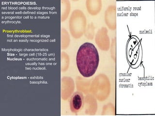 ERYTHROPOIESIS. 
red blood cells develop through 
several well-defined stages from 
a progenitor cell to a mature 
erythrocyte. 
Proerythroblast. 
first developmental stage 
not an easily recognized cell 
Morphologic characteristics 
Size - large cell (18-25 um) 
Nucleus - euchromatic and 
usually has one or 
two nucleoli. 
Cytoplasm - exhibits 
basophilia. 
 