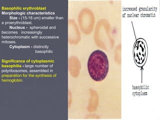 Basophilic erythroblast 
Morphologic characteristics 
Size - (15-18 um) smaller than 
a proerythroblast. 
Nucleus - spheroidal and 
becomes increasingly 
heterochromatic with successive 
mitoses. 
Cytoplasm - distinctly 
basophilic 
Significance of cytoplasmic 
basophilia - large number of 
polyribosomes, assembled in 
preparation for the synthesis of 
hemoglobin. 
 