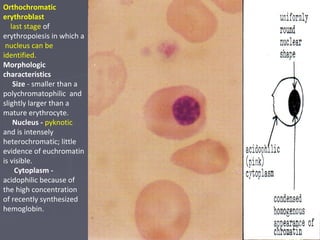 Orthochromatic 
erythroblast 
last stage of 
erythropoiesis in which a 
nucleus can be 
identified. 
Morphologic 
characteristics 
Size - smaller than a 
polychromatophilic and 
slightly larger than a 
mature erythrocyte. 
Nucleus - pyknotic 
and is intensely 
heterochromatic; little 
evidence of euchromatin 
is visible. 
Cytoplasm - 
acidophilic because of 
the high concentration 
of recently synthesized 
hemoglobin. 
 