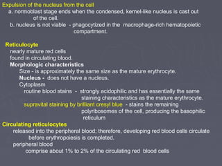 Expulsion of the nucleus from the cell 
a. normoblast stage ends when the condensed, kernel-like nucleus is cast out 
of the cell. 
b. nucleus is not viable - phagocytized in the macrophage-rich hematopoietic 
compartment. 
Reticulocyte 
nearly mature red cells 
found in circulating blood. 
Morphologic characteristics 
Size - is approximately the same size as the mature erythrocyte. 
Nucleus - does not have a nucleus. 
Cytoplasm 
routine blood stains - strongly acidophilic and has essentially the same 
staining characteristics as the mature erythrocyte. 
supravital staining by brilliant cresyl blue - stains the remaining 
polyribosomes of the cell, producing the basophilic 
reticulum 
Circulating reticulocytes 
released into the peripheral blood; therefore, developing red blood cells circulate 
before erythropoiesis is completed. 
peripheral blood 
comprise about 1% to 2% of the circulating red blood cells 
 