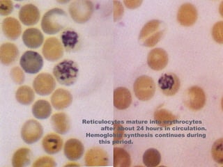 Reticulocytes mature into erythrocytes 
after about 24 hours in circulation. 
Hemoglobin synthesis continues during 
this period. 
 