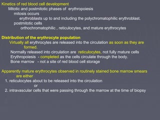 Kinetics of red blood cell development 
Mitotic and postmitotic phases of erythropoiesis 
mitosis occurs 
erythroblasts up to and including the polychromatophilic erythroblast. 
postmitotic cells 
orthochromatophilic , reticulocytes, and mature erythrocytes 
Distribution of the erythrocyte population 
Virtually all erythrocytes are released into the circulation as soon as they are 
formed. 
Normally released into circulation are reticulocytes, not fully mature cells 
Erythropoiesis - completed as the cells circulate through the body. 
Bone marrow - not a site of red blood cell storage 
Apparently mature erythrocytes observed in routinely stained bone marrow smears 
are either 
1. reticulocytes about to be released into the circulation 
or 
2. intravascular cells that were passing through the marrow at the time of biopsy 
 
