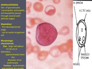 GRANULOPOIESIS. 
Dev. of granulocytes 
(neutrophils, eosinophils, 
and basophils) passes 
through several well-defined 
stages. 
Myeloblast 
first developmental 
stage 
not an easily recognized 
cell 
Morphologic 
characteristic 
Size- large cell (about 
14-18 um in 
diameter), 
approximately twice 
the 
diameter of an 
erythrocyte. 
Nucleus - euchromatic 
and nucleoli are usually 
 