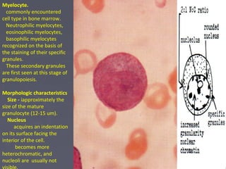 Myelocyte. 
commonly encountered 
cell type in bone marrow. 
Neutrophilic myelocytes, 
eosinophilic myelocytes, 
basophilic myelocytes 
recognized on the basis of 
the staining of their specific 
granules. 
These secondary granules 
are first seen at this stage of 
granulopoiesis. 
Morphologic characteristics 
Size - iapproximately the 
size of the mature 
granulocyte (12-15 um). 
Nucleus 
acquires an indentation 
on its surface facing the 
interior of the cell. 
becomes more 
heterochromatic, and 
nucleoli are usually not 
visible. 
 