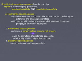 Specificity of secondary granules - Specific granules 
impart to the developing granulocyte. 
functional specificity AND morphologic specificity 
a. Neutrophilic specific granules 
contain bacteriostatic and bactericidal substances such as lysozyme, 
lactoferrin, and alkaline phosphatase 
act in concert with the lysosomal azurophilic granules during the 
phagocytic function of neutrophils. 
b. Eosinophilic specific granules 
containing a paracrystalline, arginine-rich protein. 
gives the granule its characteristic acidophilia, 
its refractility, and its unique fine structure 
c. Basophilic specific granules 
contain histamine and heparan sulfate 
 