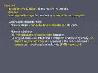 Band cell 
developmentally closest to the mature neutrophil. 
stab cell 
no comparable stage for developing eosinophils and basophils. 
Morphologic characteristics 
Nuclear shape - band-like, horseshoe-shaped structure. 
Nuclear lobulation 
(1) first indications of nuclear lobe formation 
(2) Only when nuclear lobulation is complete and when, typically, 3-5 
distinct segmented lobes are apparent is the cell considered a 
mature polymorphonuclear leukocyte (PMN - neutrophil) 
 