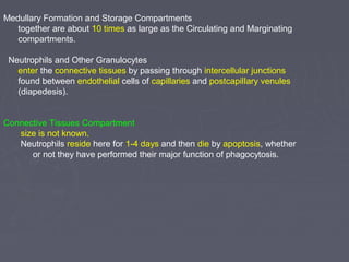 Medullary Formation and Storage Compartments 
together are about 10 times as large as the Circulating and Marginating 
compartments. 
Neutrophils and Other Granulocytes 
enter the connective tissues by passing through intercellular junctions 
found between endothelial cells of capillaries and postcapilIary venules 
(diapedesis). 
Connective Tissues Compartment 
size is not known. 
Neutrophils reside here for 1-4 days and then die by apoptosis, whether 
or not they have performed their major function of phagocytosis. 
 