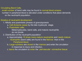 Circulating Band Cells. 
small number of band cells may be found in normal blood smears. 
number in peripheral blood is elevated under conditions that place demands 
on the neutrophil population. 
Kinetics of neutrophil development 
1. Mitotic and postmitotic phases of granulopoiesis 
a. Cell divisions cease by the late myelocyte stage. 
b. Postmitotic cells. 
Metamyelocytes, band cells, and mature neutrophils 
do not divide. 
2. Distribution of the neutrophil population 
a. Approximately 15 times more mature neutrophils and nearly mature 
neutrophils (band cells) are found in the Marrow than in the 
Peripheral blood. 
b. Large numbers are stored in the marrow and enter the circulation 
in response to injury and infection. 
c. leave the circulation to enter the perivascular connective tissue. 
 