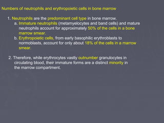 Numbers of neutrophils and erythropoietic cells in bone marrow 
1. Neutrophils are the predominant cell type in bone marrow. 
a. Immature neutrophils (metamyelocytes and band cells) and mature 
neutrophils account for approximately 50% of the cells in a bone 
marrow smear. 
b. Erythropoietic cells, from early basophilic erythroblasts to 
normoblasts, account for only about 18% of the cells in a marrow 
smear. 
2. Therefore, while erythrocytes vastly outnumber granulocytes in 
circulating blood, their immature forms are a distinct minority in 
the marrow compartment. 
 