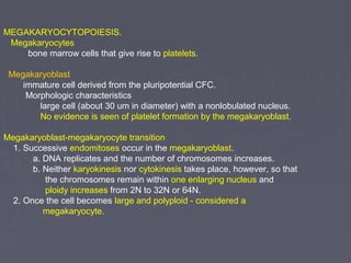 MEGAKARYOCYTOPOIESIS. 
Megakaryocytes 
bone marrow cells that give rise to platelets. 
Megakaryoblast 
immature cell derived from the pluripotential CFC. 
Morphologic characteristics 
large cell (about 30 um in diameter) with a nonlobulated nucleus. 
No evidence is seen of platelet formation by the megakaryoblast. 
Megakaryoblast-megakaryocyte transition 
1. Successive endomitoses occur in the megakaryoblast. 
a. DNA replicates and the number of chromosomes increases. 
b. Neither karyokinesis nor cytokinesis takes place, however, so that 
the chromosomes remain within one enlarging nucleus and 
ploidy increases from 2N to 32N or 64N. 
2. Once the cell becomes large and polyploid - considered a 
megakaryocyte. 
 
