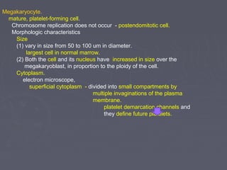 Megakaryocyte. 
mature, platelet-forming cell. 
Chromosome replication does not occur - postendomitotic cell. 
Morphologic characteristics 
Size 
(1) vary in size from 50 to 100 um in diameter. 
largest cell in normal marrow. 
(2) Both the cell and its nucleus have increased in size over the 
megakaryoblast, in proportion to the ploidy of the cell. 
Cytoplasm. 
electron microscope, 
superficial cytoplasm - divided into small compartments by 
multiple invaginations of the plasma 
membrane. 
platelet demarcation channels and 
they define future platelets. 
 